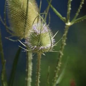 Photographie n°2318640 du taxon Dipsacus fullonum L. [1753]