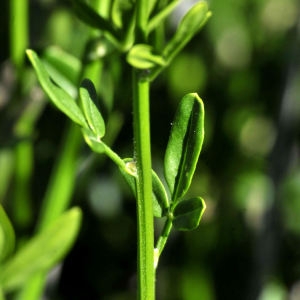 Photographie n°2318679 du taxon Jasminum fruticans L. [1753]