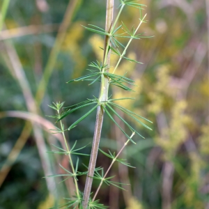 Photographie n°2318844 du taxon Galium verum L. [1753]