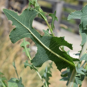 Photographie n°2318849 du taxon Lactuca serriola L. [1756]