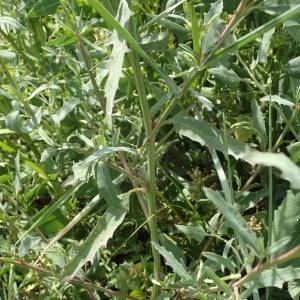 Photographie n°2318984 du taxon Atriplex littoralis L. [1753]