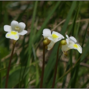 Photographie n°2318985 du taxon Pinguicula alpina L. [1753]