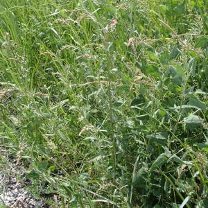 Photographie n°2318986 du taxon Atriplex littoralis L. [1753]