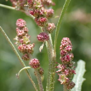 Photographie n°2318988 du taxon Atriplex littoralis L. [1753]