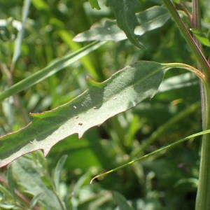 Photographie n°2318989 du taxon Atriplex littoralis L. [1753]