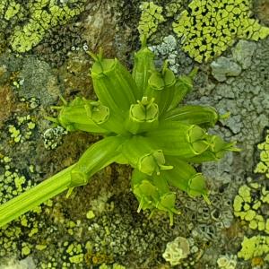 Photographie n°2319004 du taxon Molopospermum peloponnesiacum (L.) W.D.J.Koch [1824]