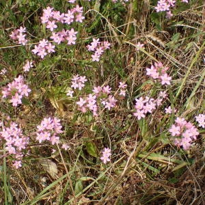 Photographie n°2319005 du taxon Centaurium erythraea Rafn [1800]