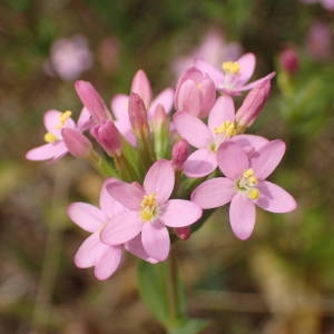 Photographie n°2319006 du taxon Centaurium erythraea Rafn [1800]