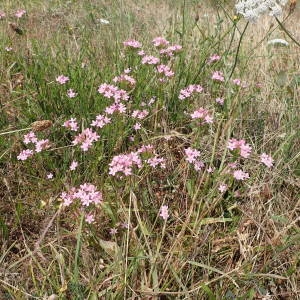 Photographie n°2319007 du taxon Centaurium erythraea Rafn [1800]