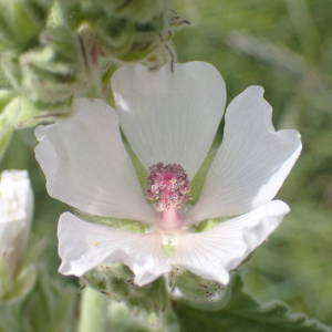 Photographie n°2319011 du taxon Althaea officinalis L. [1753]