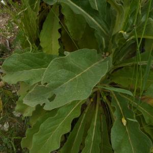 Photographie n°2319102 du taxon Verbascum L. [1753]