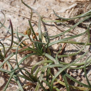 Photographie n°2319139 du taxon Littorella uniflora (L.) Asch. [1864]