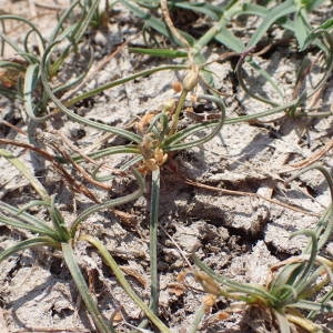 Photographie n°2319141 du taxon Littorella uniflora (L.) Asch. [1864]