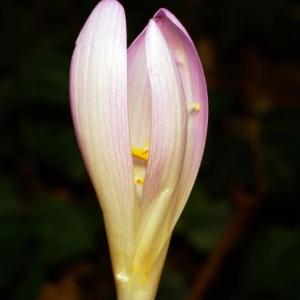 Photographie n°2319171 du taxon Colchicum autumnale L. [1753]