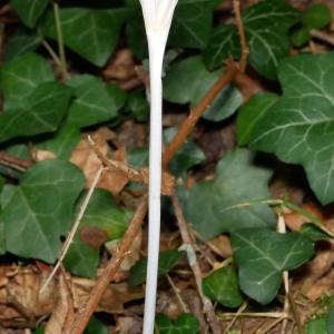Photographie n°2319172 du taxon Colchicum autumnale L. [1753]