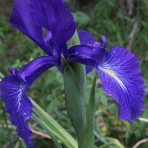 Photographie n°2319257 du taxon Iris latifolia (Mill.) Voss [1895]