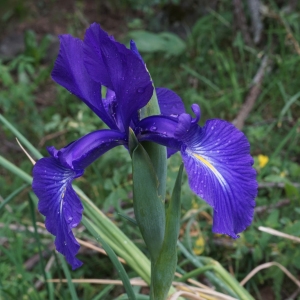 Photographie n°2319258 du taxon Iris latifolia (Mill.) Voss [1895]