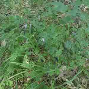 Photographie n°2319271 du taxon Lathyrus niger (L.) Bernh. [1800]