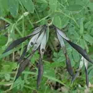 Photographie n°2319272 du taxon Lathyrus niger (L.) Bernh. [1800]