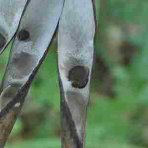 Photographie n°2319273 du taxon Lathyrus niger (L.) Bernh. [1800]