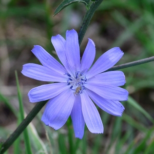 Photographie n°2319280 du taxon Cichorium intybus L. [1753]