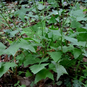 Photographie n°2319286 du taxon Lactuca muralis (L.) Gaertn. [1791]