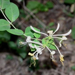 Photographie n°2319287 du taxon Lonicera caprifolium L.