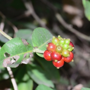 Photographie n°2319288 du taxon Lonicera caprifolium L.