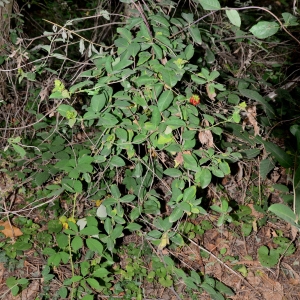 Photographie n°2319289 du taxon Lonicera caprifolium L.