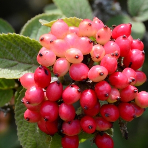 Photographie n°2319305 du taxon Viburnum lantana L. [1753]