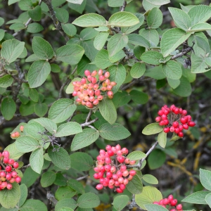 Photographie n°2319307 du taxon Viburnum lantana L. [1753]