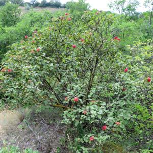 Photographie n°2319308 du taxon Viburnum lantana L. [1753]