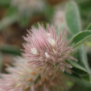 Photographie n°2319320 du taxon Trifolium arvense L. [1753]