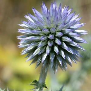 Photographie n°2319343 du taxon Echinops ritro L. [1753]