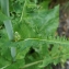  Liliane Roubaudi - Lactuca plumieri (L.) Gren. & Godr. [1850]