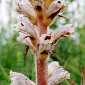 Photographie n°2319430 du taxon Orobanche picridis F.W.Schultz [1830]