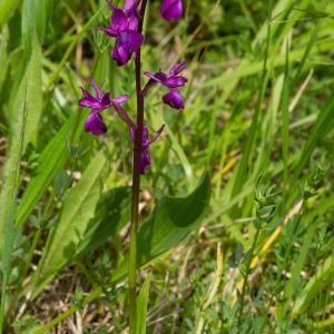 Photographie n°2319529 du taxon Anacamptis laxiflora (Lam.) R.M.Bateman, Pridgeon & M.W.Chase [1997]