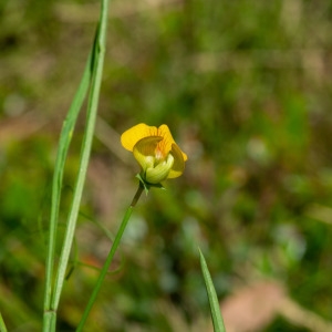 Photographie n°2319543 du taxon Lathyrus annuus L. [1753]