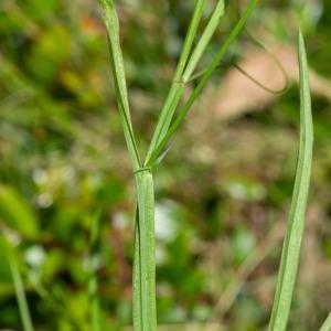 Photographie n°2319545 du taxon Lathyrus annuus L. [1753]