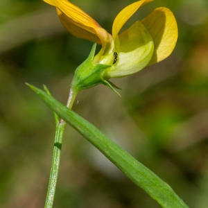 Photographie n°2319548 du taxon Lathyrus annuus L. [1753]