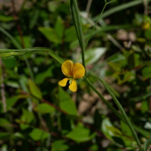 Photographie n°2319549 du taxon Lathyrus annuus L. [1753]