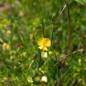 Photographie n°2319550 du taxon Lathyrus annuus L. [1753]