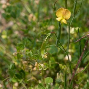 Photographie n°2319551 du taxon Lathyrus annuus L. [1753]