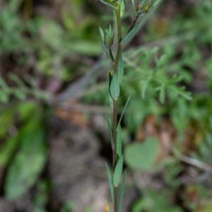 Photographie n°2319561 du taxon Linum strictum subsp. strictum 