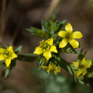 Photographie n°2319562 du taxon Linum strictum subsp. strictum 