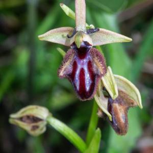  - Ophrys incubacea Bianca [1842]