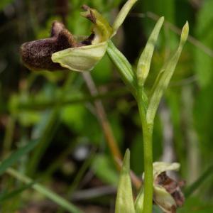  - Ophrys incubacea Bianca [1842]