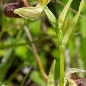  - Ophrys incubacea Bianca [1842]