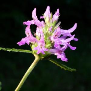 Photographie n°2319620 du taxon Betonica officinalis L. [1753]