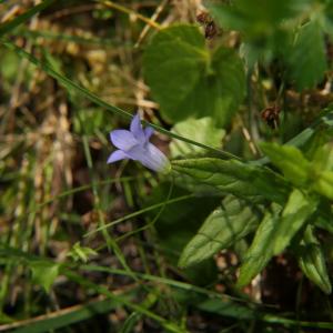 Photographie n°2319639 du taxon Wahlenbergia hederacea (L.) Rchb. [1827]